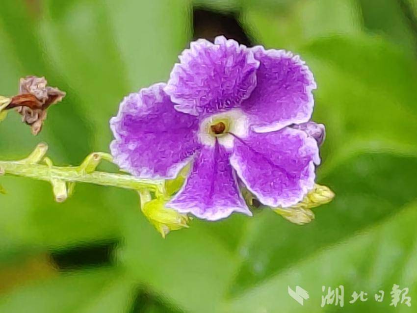 搜狗浏览器